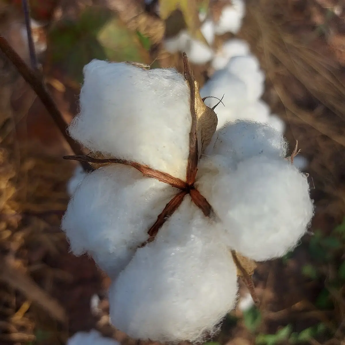 Illustration : la fibre de coton sur le cotonnier, à Korhogo, KONE IF, CC0, Wikimedia Commons.