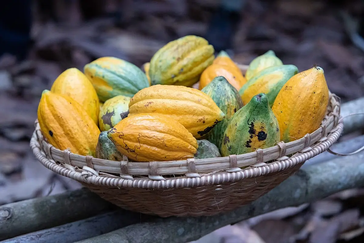 Illustration : des cabosses de cacao récoltées à Soubré, Milequem Diarassouba, CC BY-SA 4.0, Wikimedia Commons.