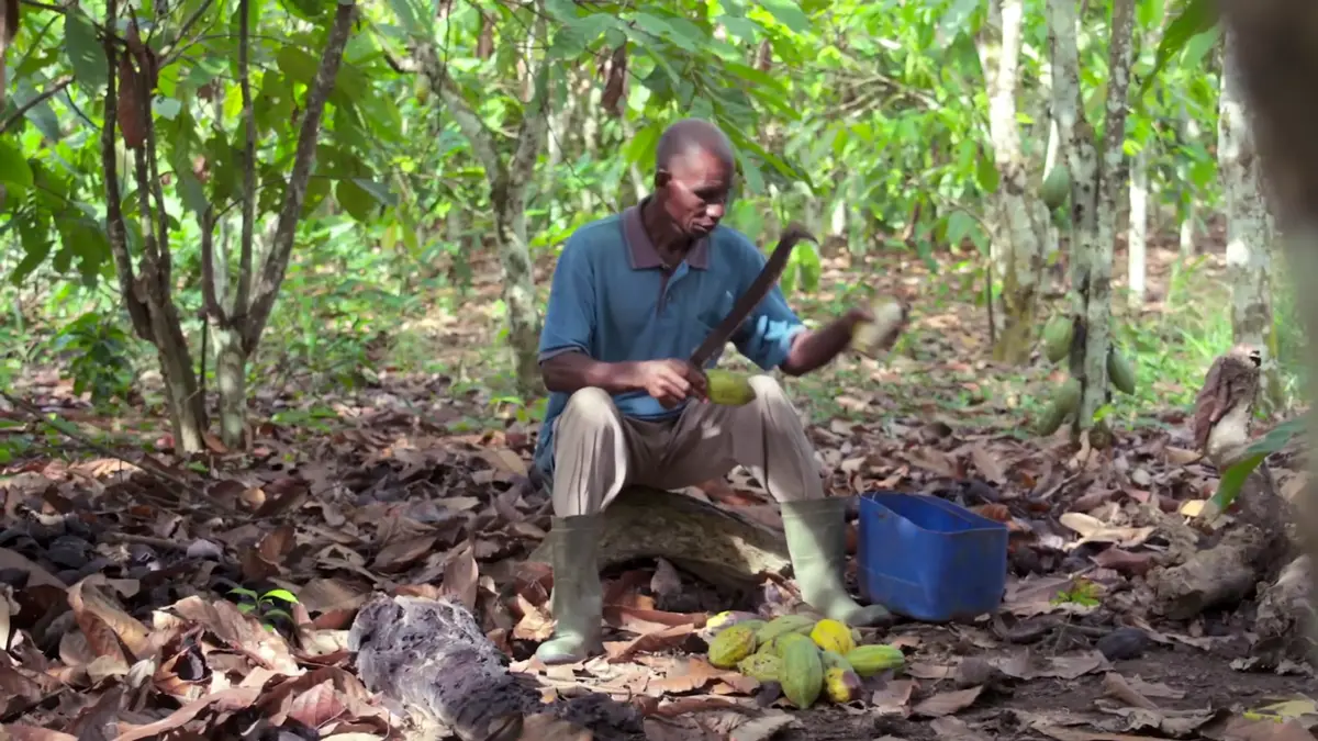 Illustration : l'écabossage du cacao dans une plantation ivoirienne, CIRAD, CC BY 3.0, Wikimedia Commons.