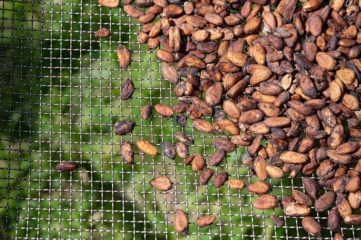 Illustration : des fèves de cacao en séchage à Soubré, Milequem Diarassouba, CC BY-SA 4.0, Wikimedia Commons.